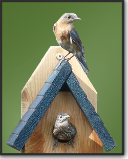 Baby bluebird coming out of hole in house thinks of leaving the nest.