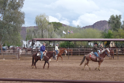 Team Penning is great fun!