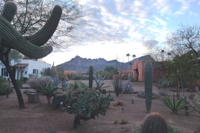 Never knew there were so many different cactuses.